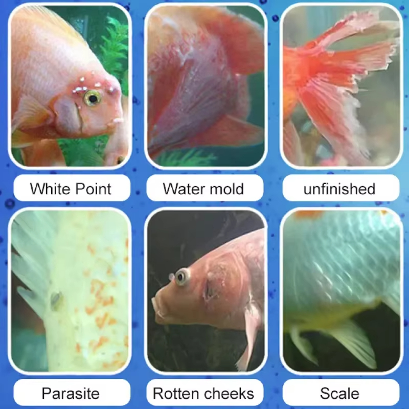 シケザン 魚病治療＆硝化細菌 |   淡水/海水用の抗炎症水 - Marine Aquarium Bacteria のレビューと価格