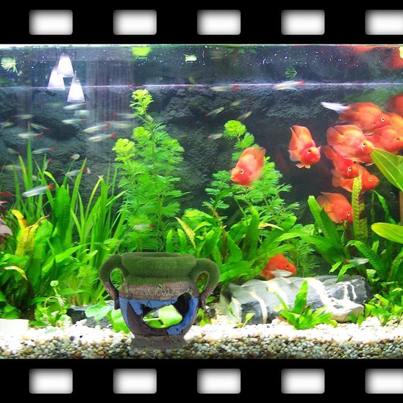 1pc 樹脂花瓶苔水族館装飾アクセサリー魚エビタンク風景装飾 - Marine Aquarium For Sale のレビューと価格